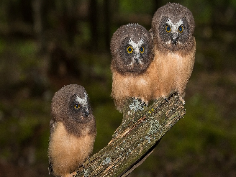 试管受精异常三重庆试管附二医院划线分离的试管